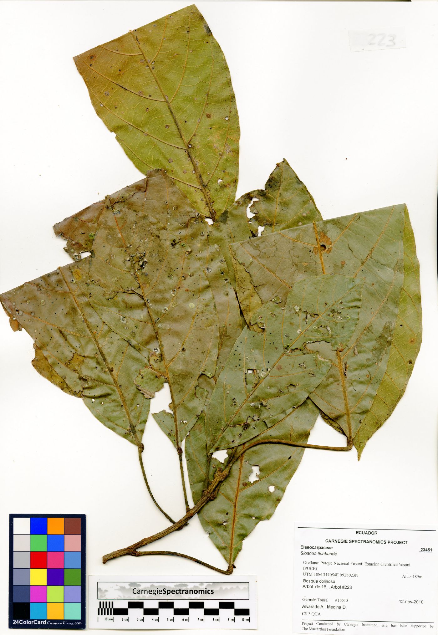 Sloanea floribunda image