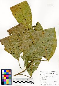 Sloanea floribunda image