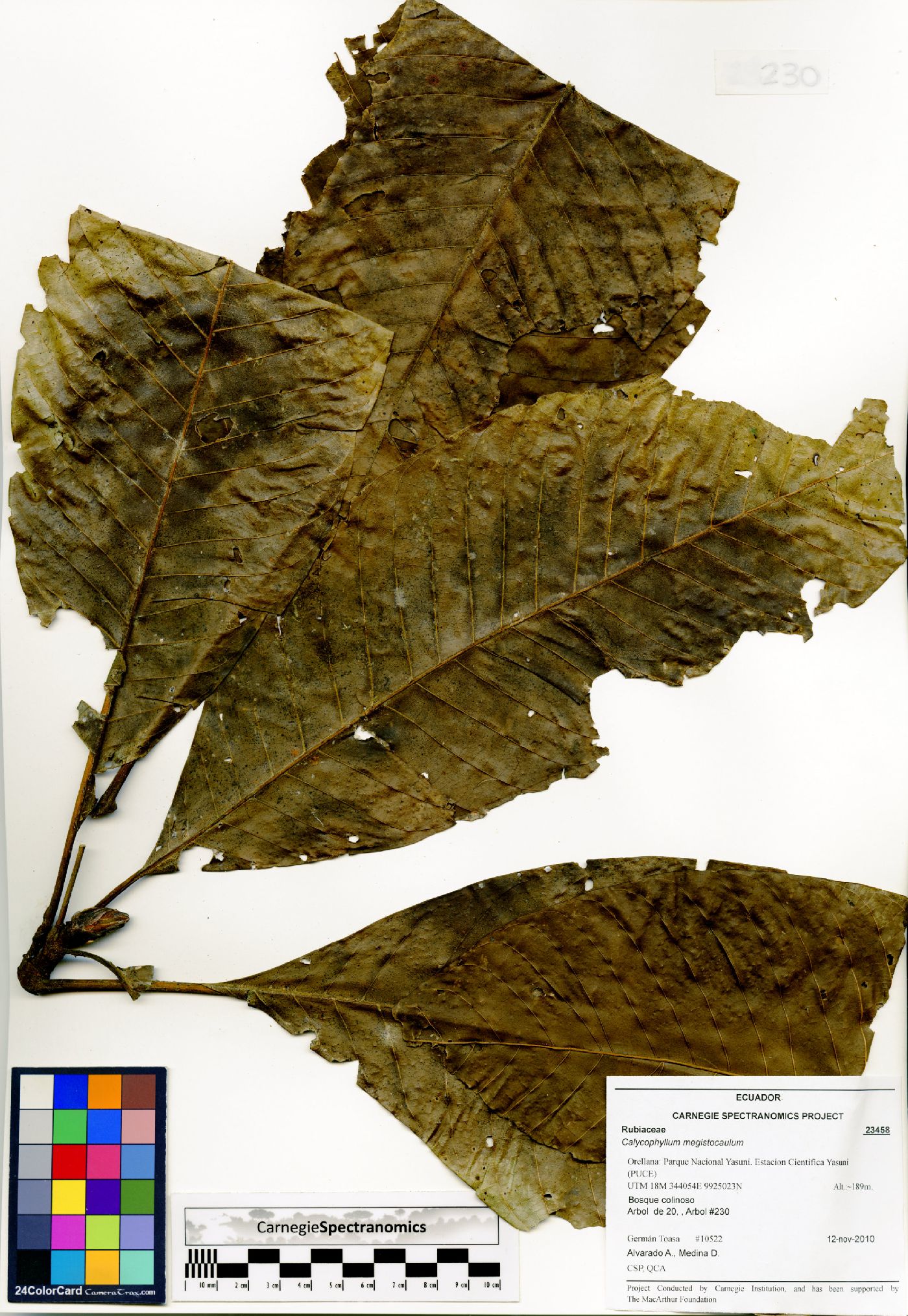 Calycophyllum megistocaulum image