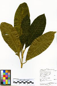 Miconia trinervia image