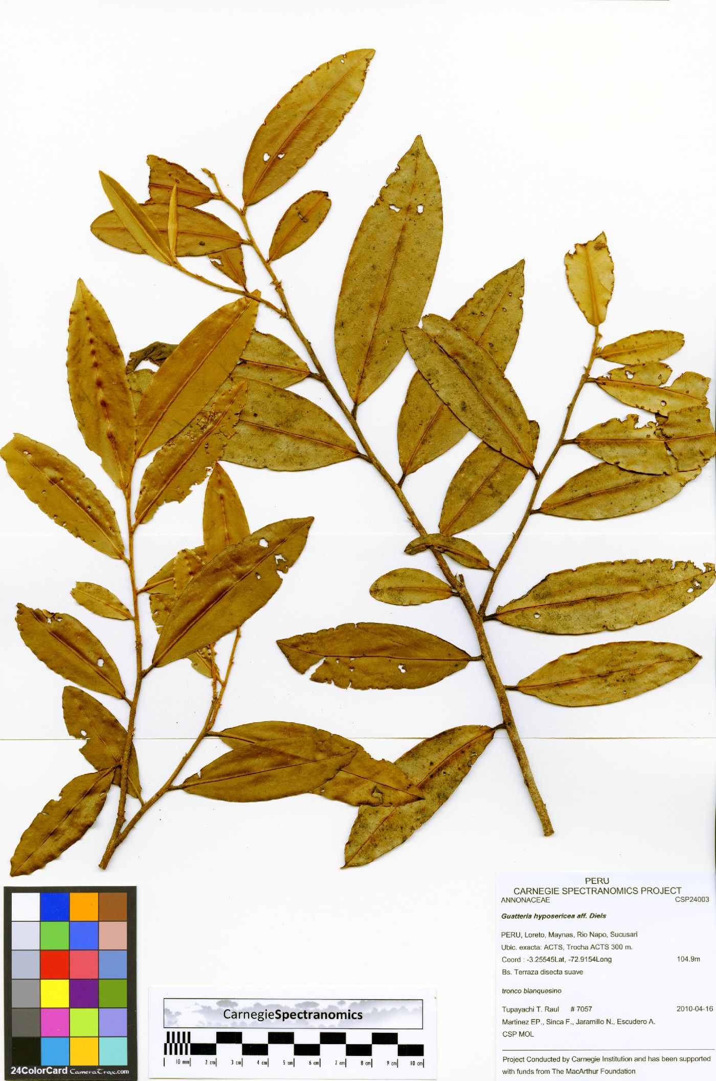 Guatteria hyposericea image