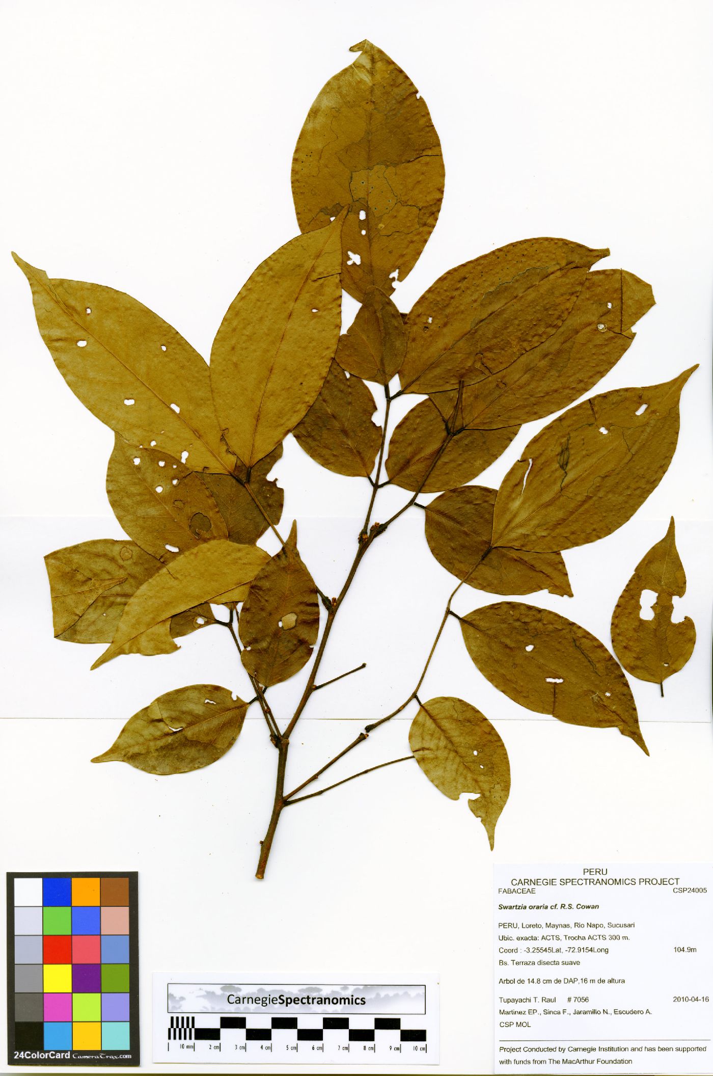 Ormosia grandiflora image