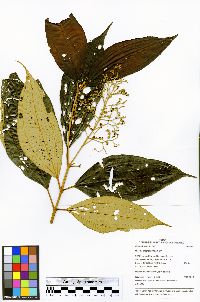 Miconia argyrophylla image