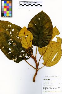 Blakea rotundifolia image
