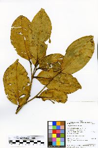 Schistostemon reticulatum subsp. reticulatum image