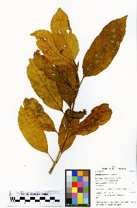 Image of Pentagonia parvifolia