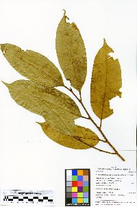 Maquira guianensis subsp. costaricana image