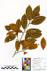 Erythroxylum citrifolium image