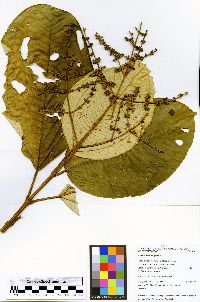 Miconia elata image