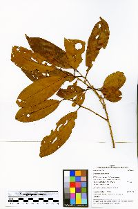 Iryanthera laevis image