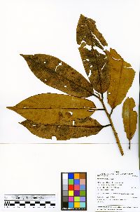 Image of Iryanthera elliptica