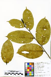 Eschweilera coriacea image