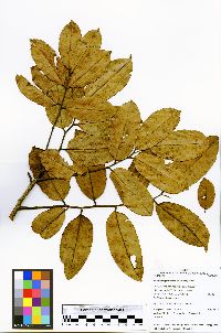 Vatairea erythrocarpa image