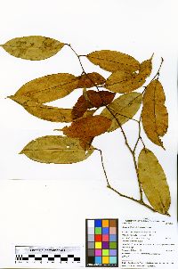 Swartzia klugii image
