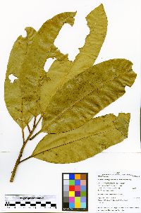 Aspidosperma spruceanum image