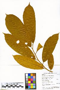 Helicostylis scabra image