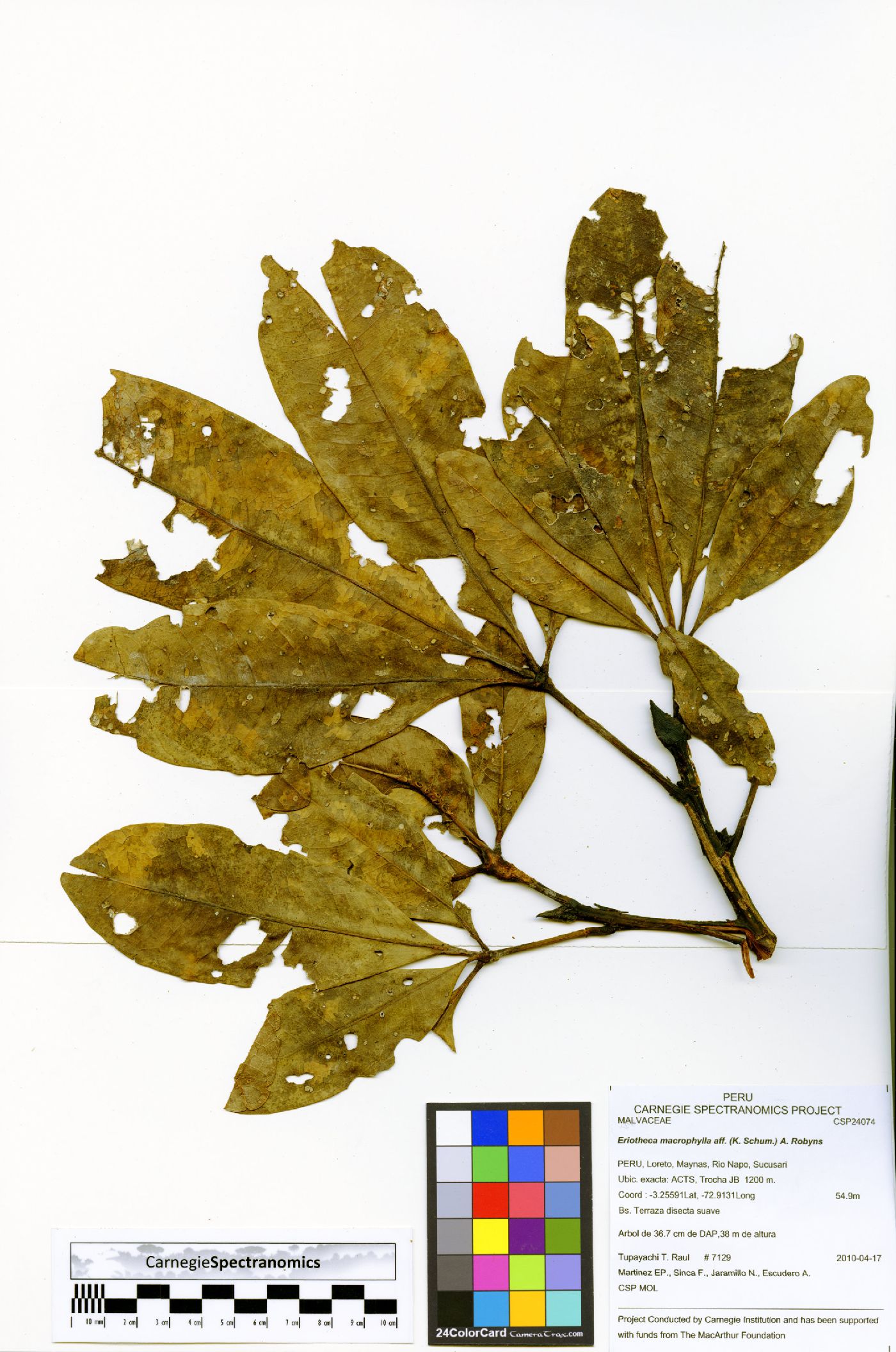 Eriotheca macrophylla image