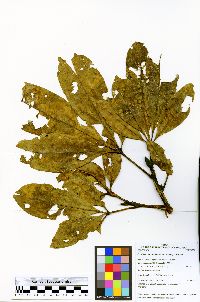 Image of Eriotheca macrophylla