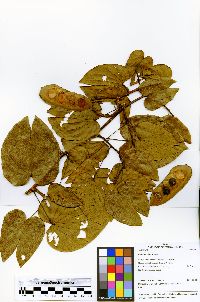 Bauhinia glabra image