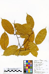 Swartzia klugii image