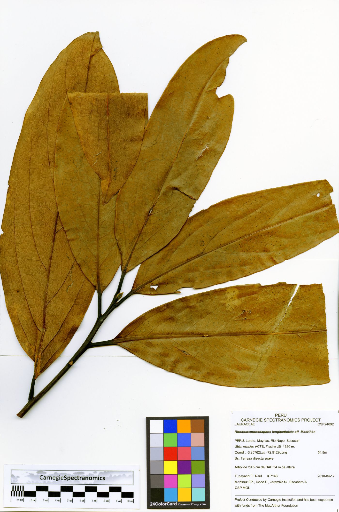 Rhodostemonodaphne longipetiolata image