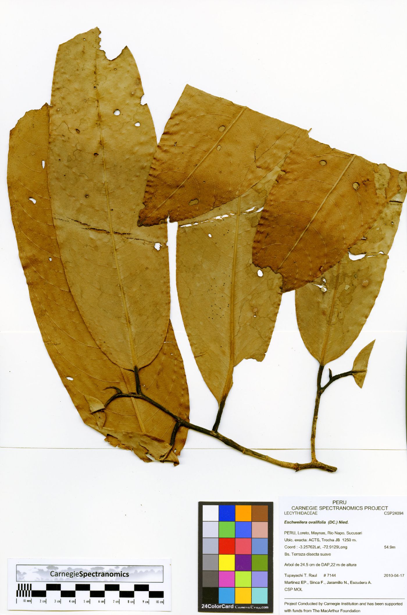 Eschweilera ovalifolia image