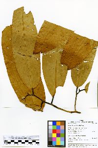 Image of Eschweilera ovalifolia