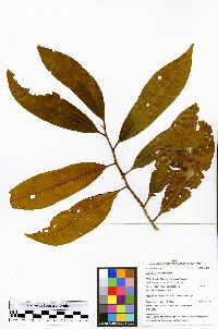 Iryanthera juruensis image