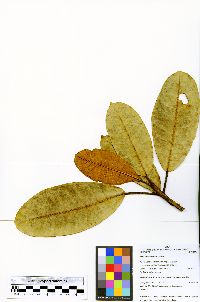 Ficus albert-smithii image