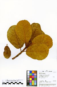 Ficus popenoei image