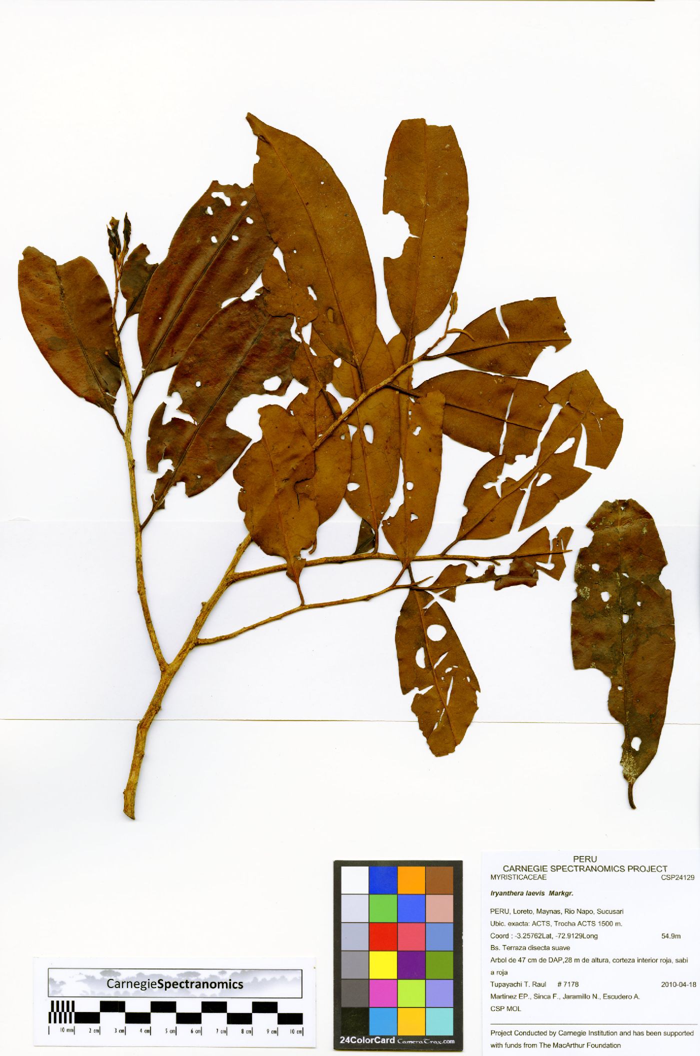 Iryanthera laevis image