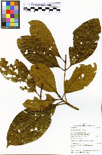Image of Elaeagia pastoensis