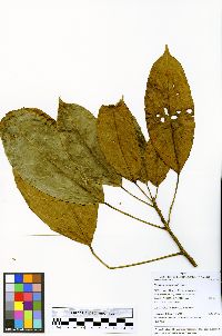 Nealchornea yapurensis image