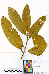 Ocotea aciphylla image