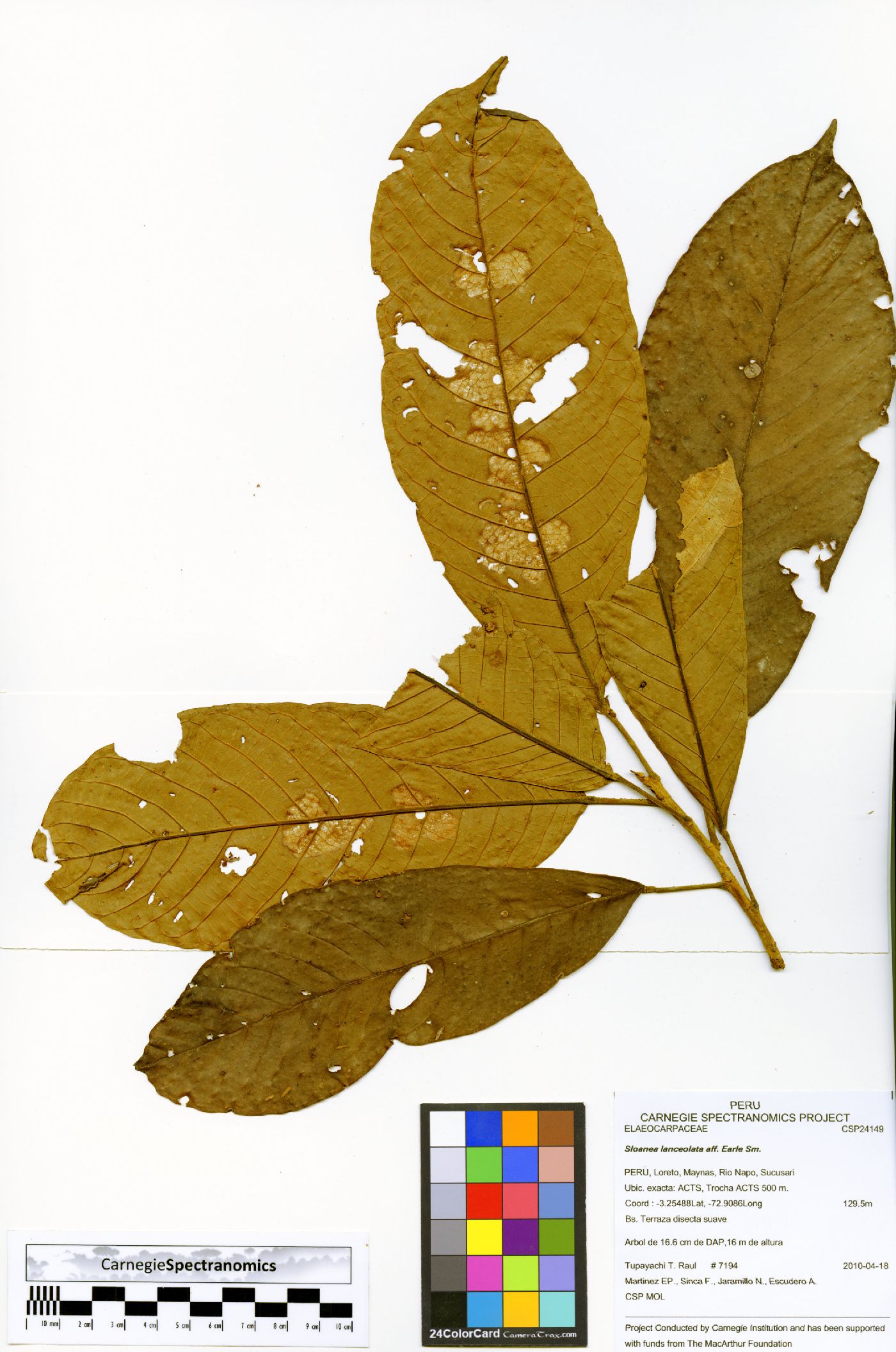 Sloanea lanceolata image