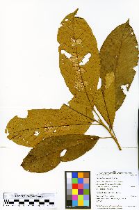 Image of Sloanea lanceolata