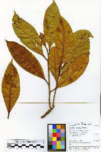 Nectandra brochidodroma image