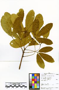 Hevea pauciflora image