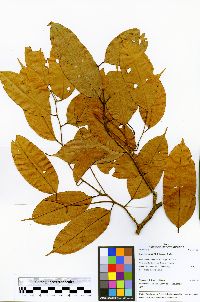 Swartzia klugii image