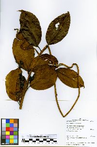Maripa axilliflora image