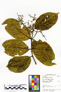 Myrcia crassimarginata image