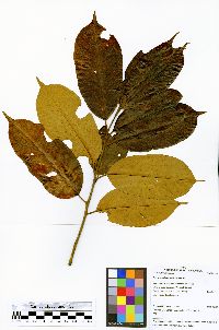 Dicranostyles longifolia image