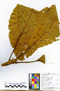 Sloanea grandiflora image