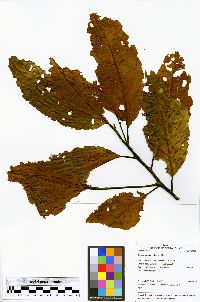 Ocotea gracilis image