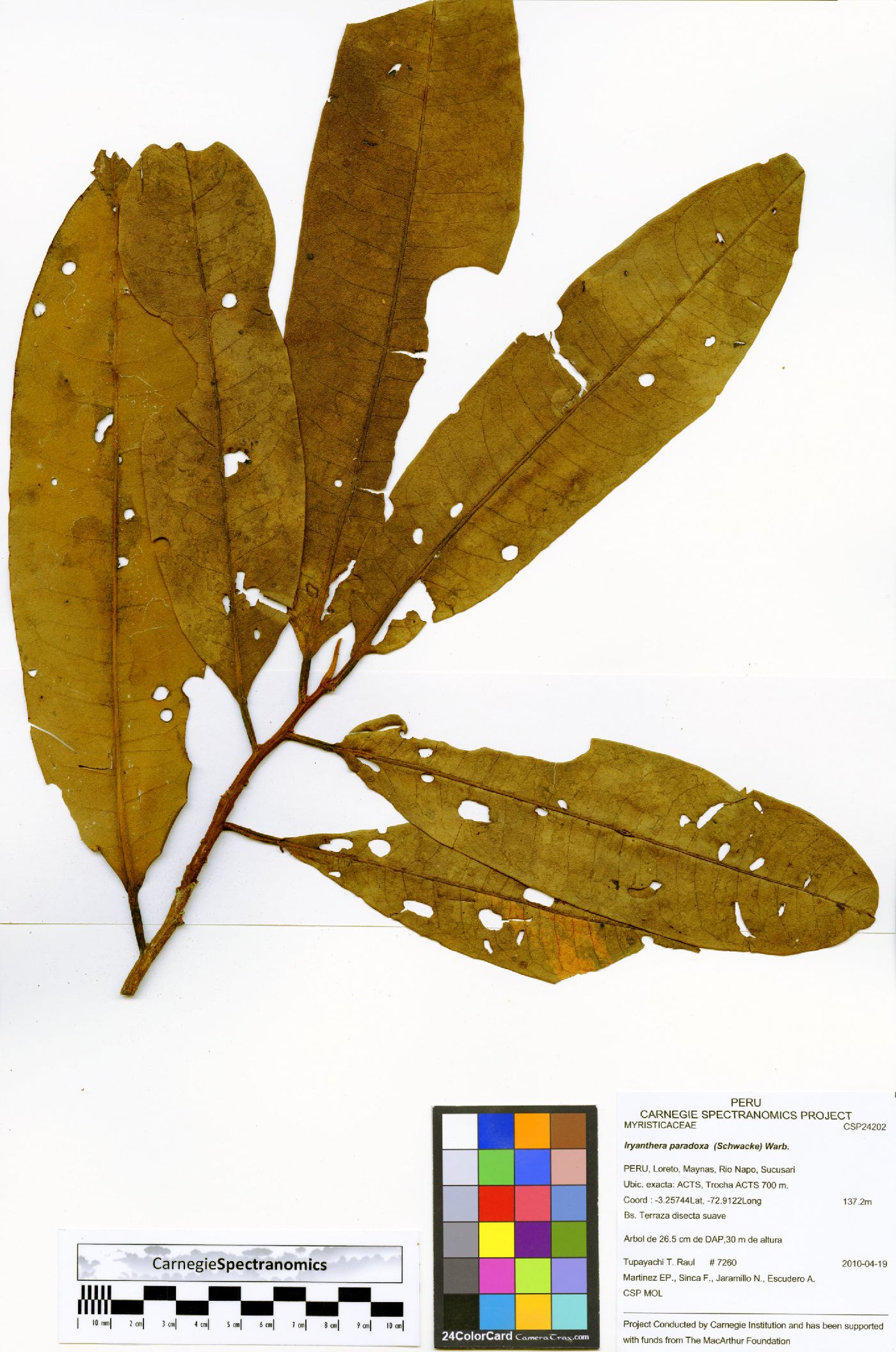 Iryanthera paradoxa image