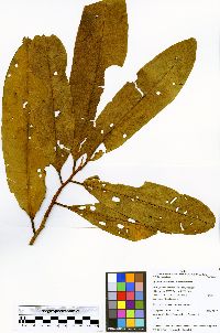 Image of Iryanthera paradoxa