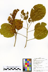 Image of Huberodendron swietenioides