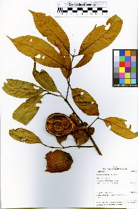 Beilschmiedia brasiliensis image