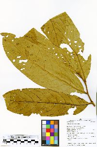 Unonopsis spectabilis image