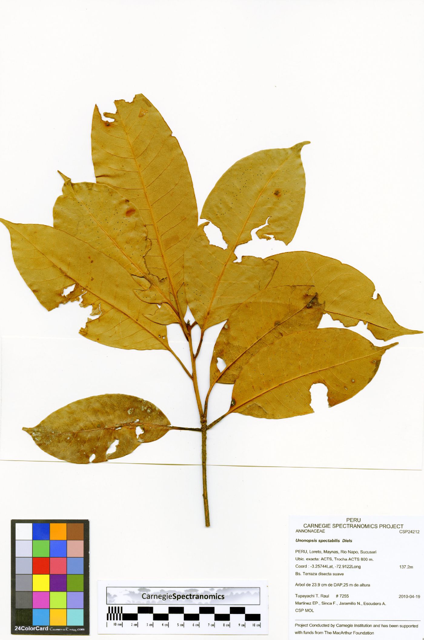 Unonopsis spectabilis image